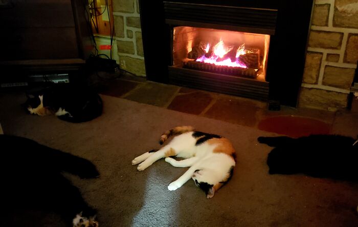 Alll 4 Passed Out By The Fire... Nanci (Dog), Miss Punx (Left) Roxy (Center) And Cleveland (Left)