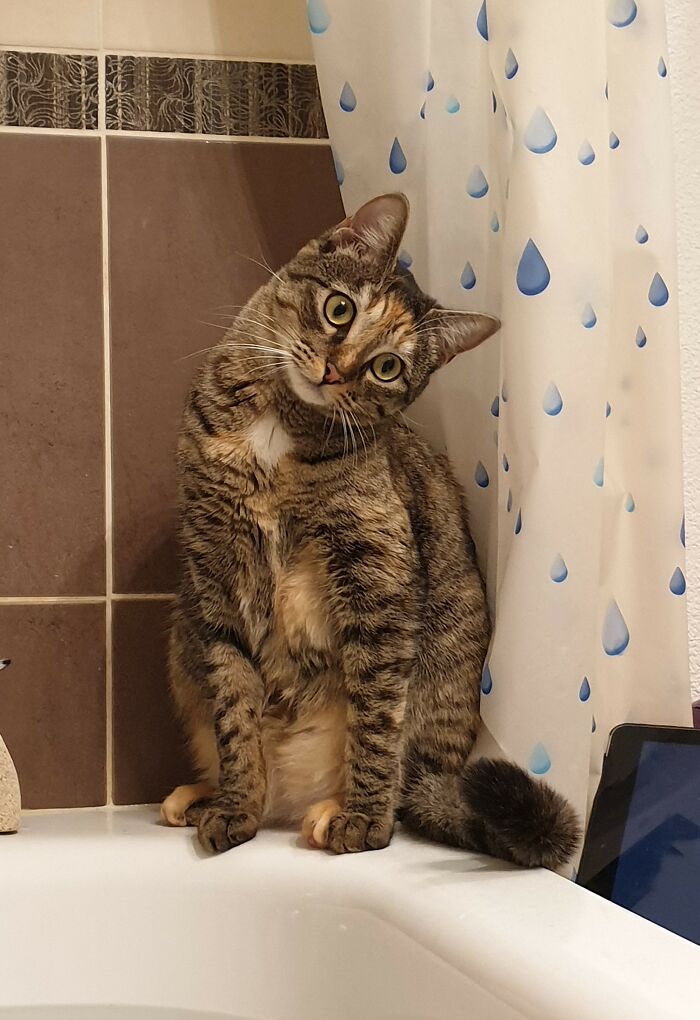 Meet Hecate, Almost One Year Old, Adopted Last June! She Likes To Keep Me Company In The Bathroom