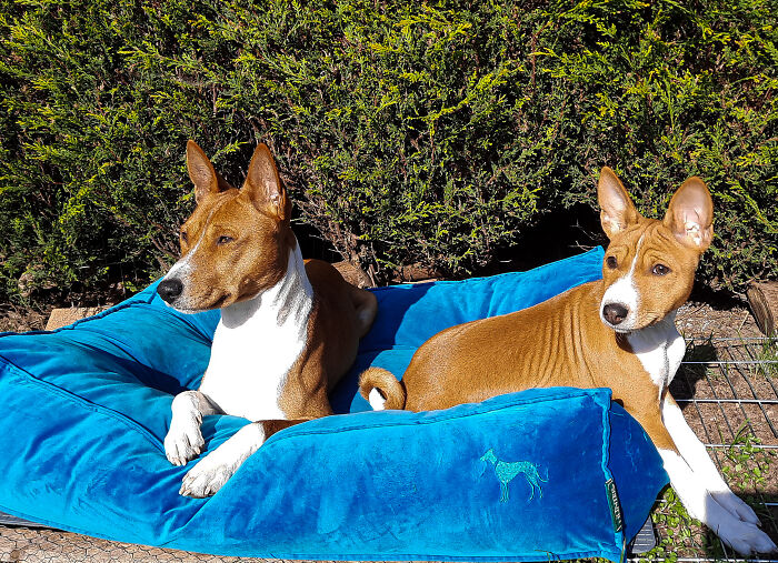 Kion And Xena-Two Basenjis Enjoying The Sunshine!