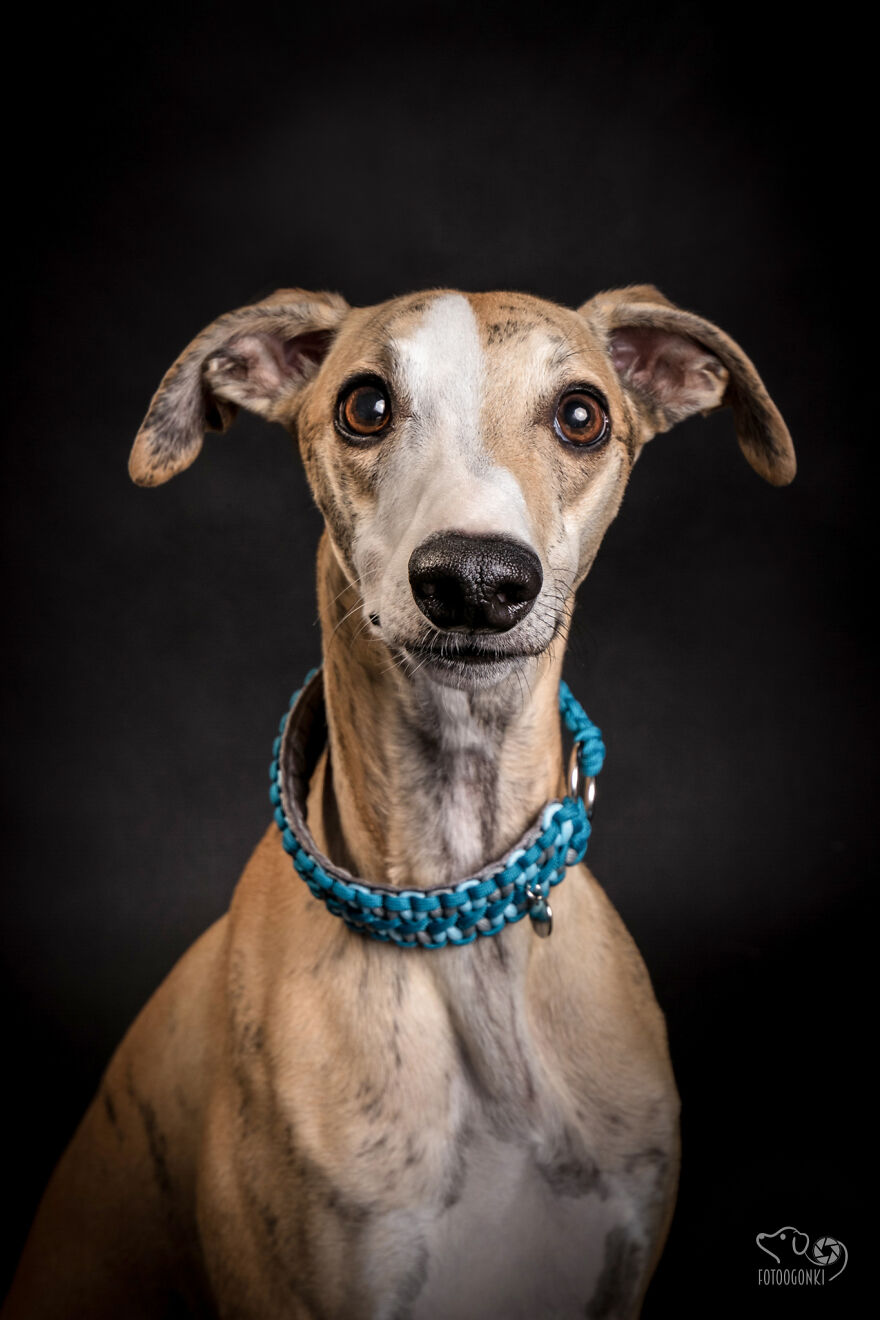We Invited The Most Unique Models To Our Animal Photography Studio (19 Pics)
