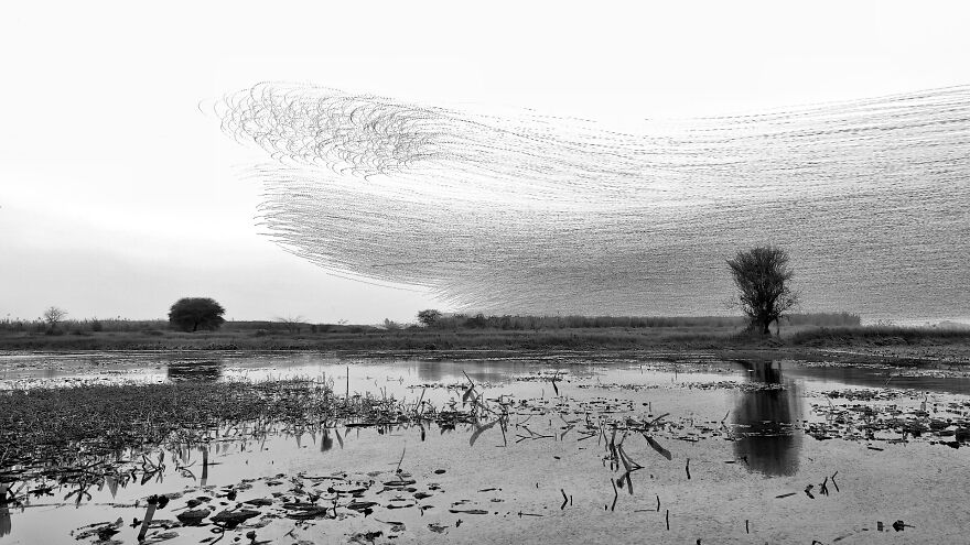 "When Birds Paint The Sky":
i Created A Series Of Creative Renders Out Of Starling's Murmuration