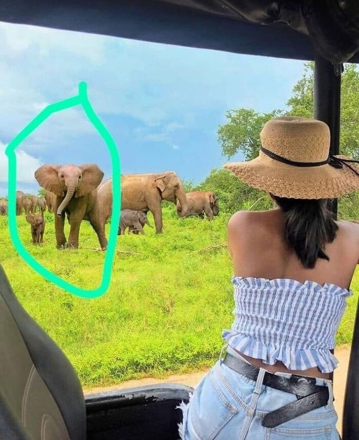 Esta influencer de Sri Lanka ha añadido elefantes africanos a su foto con Photoshop. Sólo hay elefantes asiáticos en Sri Lanka. Todos los elefantes están retocados con Photoshop