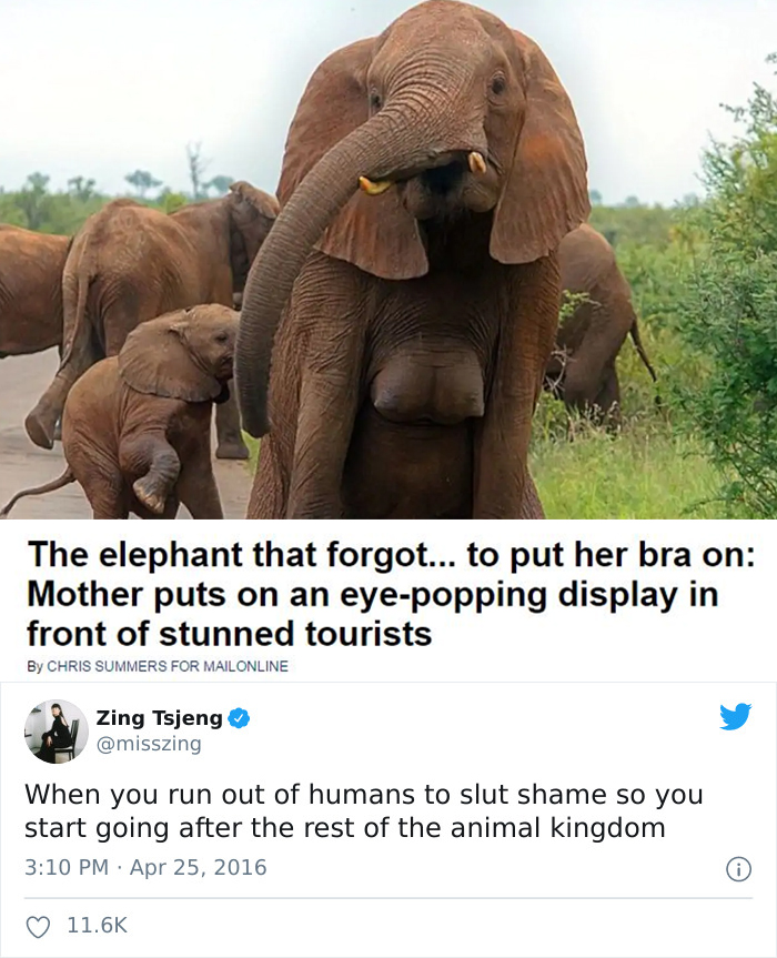 Shaming Elephants