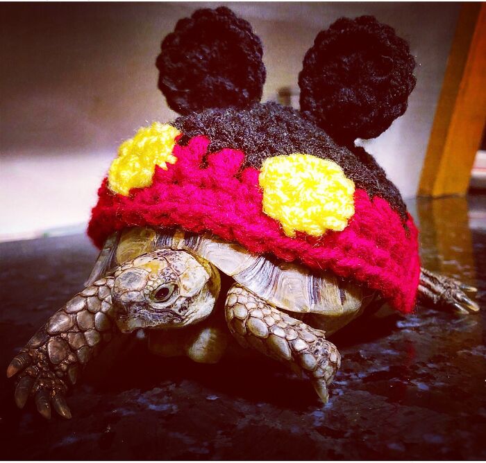 Ollivander The Greek Tortoise 🐢 Wearing A Mickey Mouse Sweater