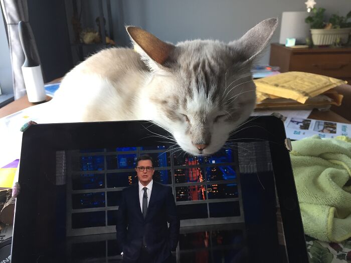 Stephen Colbert Needs To Up His Game...😹
