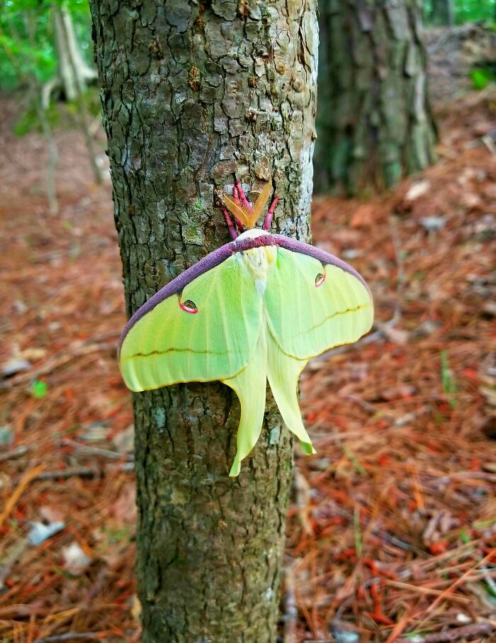 Today Is The Perfect Opportunity To Share My Not-So-Crap Photo Of A Luna Moth I Saw Last Year. Look At His Little Pink Legs