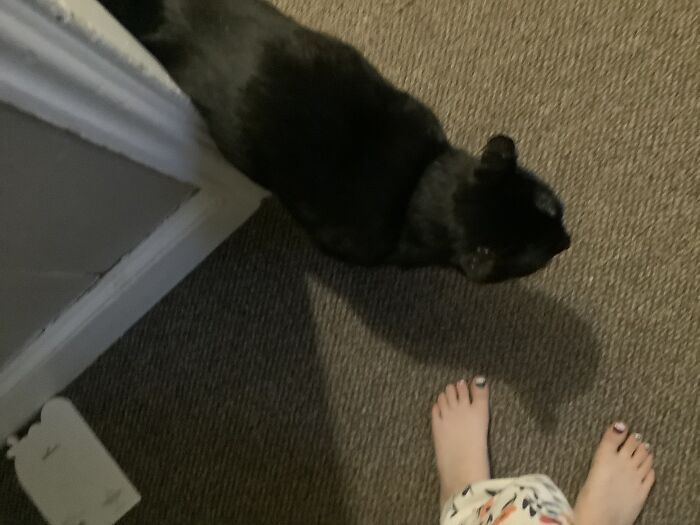 My Cat Marble Coming To Greet Me And My Foot.(Notice The Bad Nail Job)