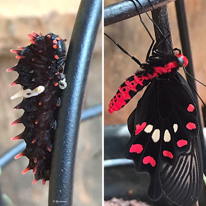 Watched A Crimson Rose Caterpillar Metamorphosize To A Butterfly
