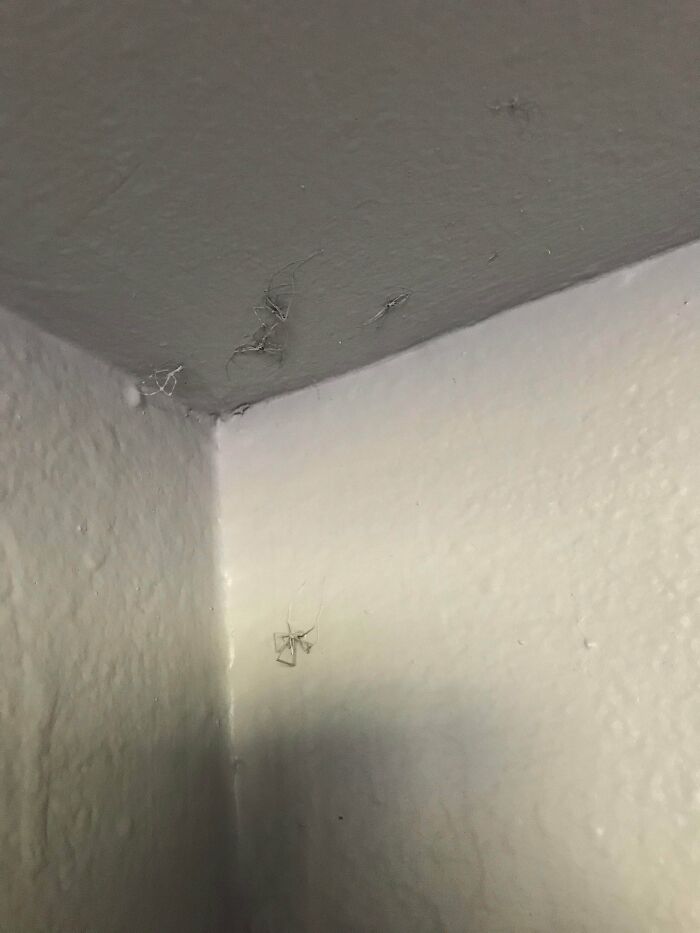 Cómo se ocupó mi casero de un nido de arañas en el armario del apartamento que alquilaba