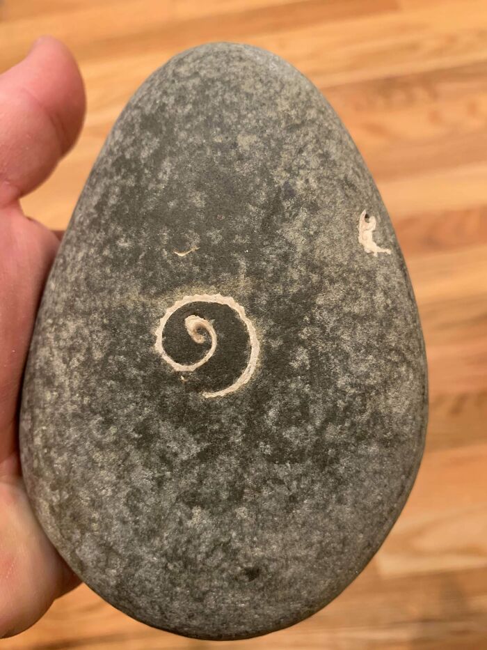 This Rock I Found Has A Shell Inside It And It’s Been Worn Away To A Flat Spiral In Appearance