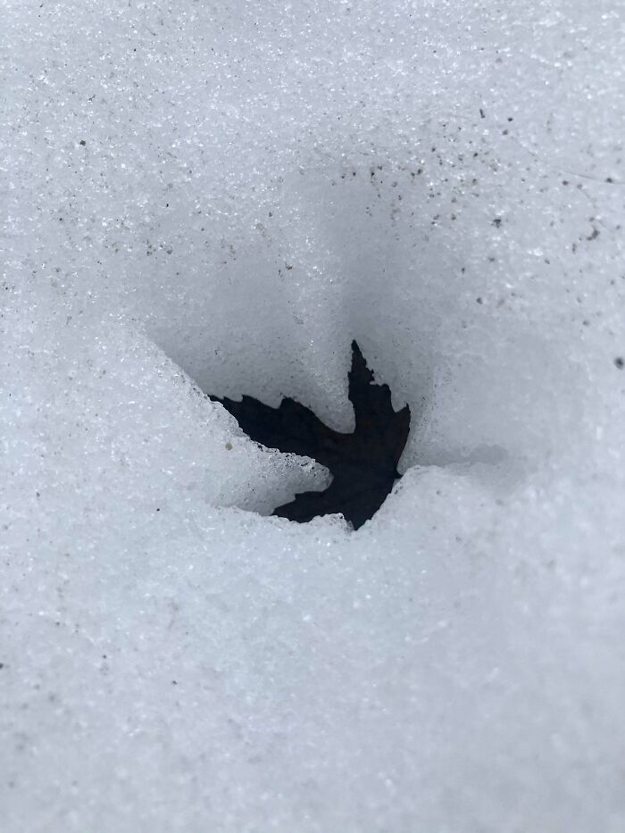 The Way The Sun Warmed This Leaf, And It Sank Into The Snow