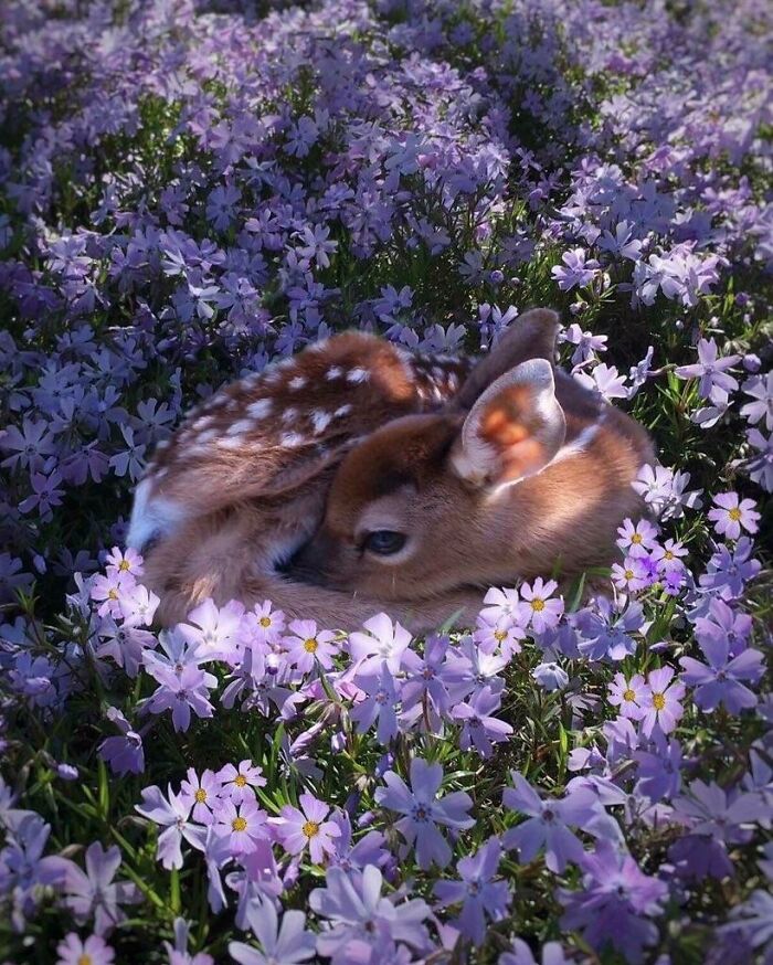 A Fawn Resting On A Field Of Flowers