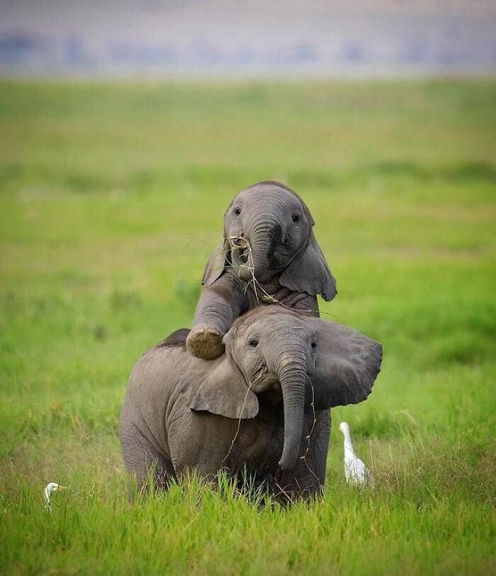 Baby Elephants Waiting For Their Mom