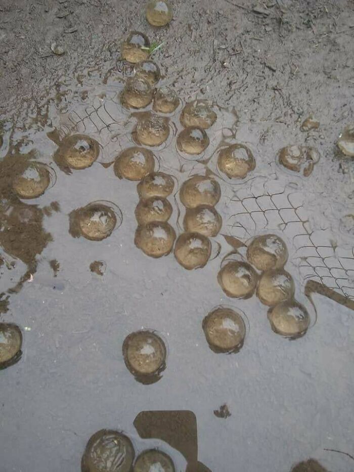 These Appeared In My Friends Back Yard, They Are Gelatinous But Start To Dissolve When You Start Touching Them