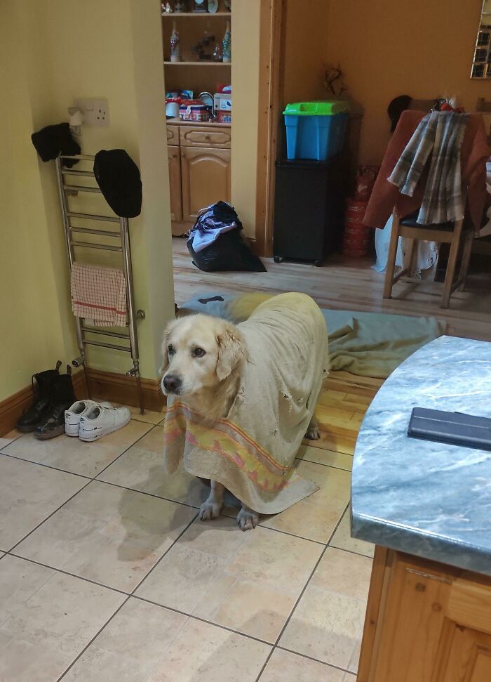 My Dog Chewed A Hole Through His Towel And Stuck His Head Through It. Now He Wears It Around The House Like A Poncho