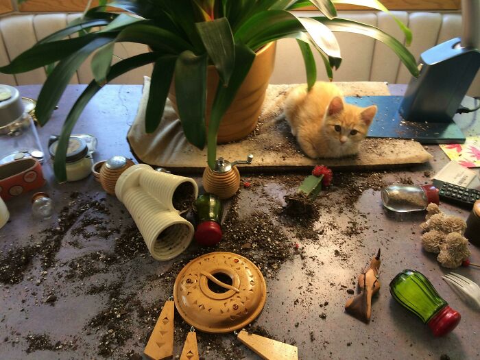 Bob The Kitten Did Not Approve Of The Cactus