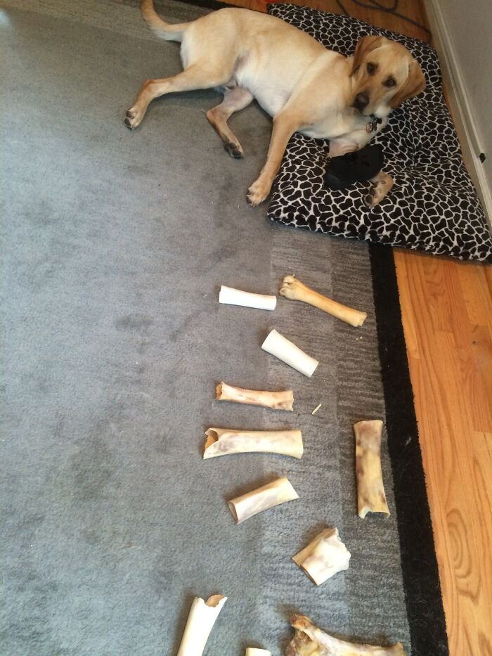 All These Bones, And He's Chewing My Shoe