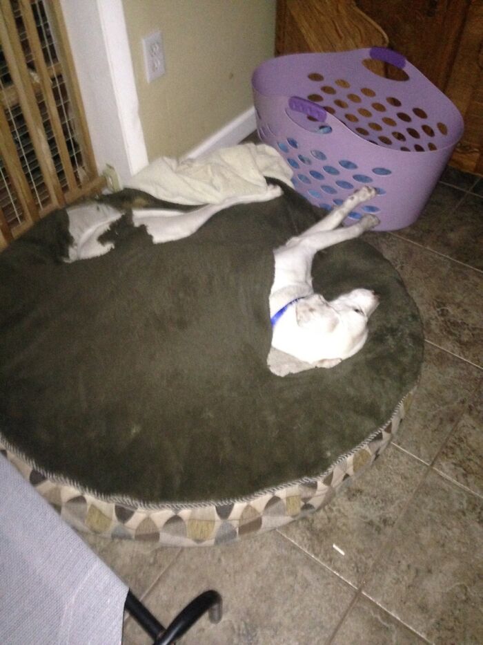 My Dog Feels Safe From Fireworks By Chewing Holes In His Bed And Then Laying Inside It