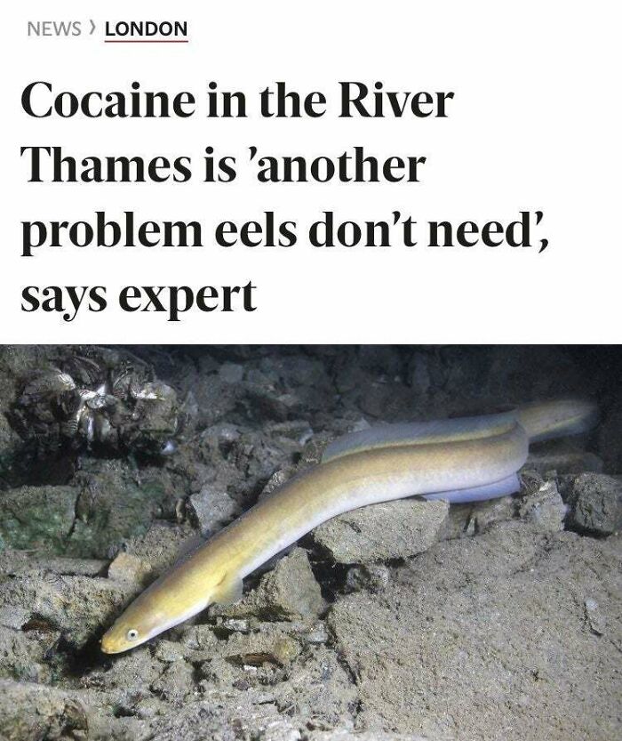 Those Damn Eels Be Stealing Our Coke! 😡