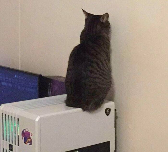 She Sits On My PC And Stares At The Wall