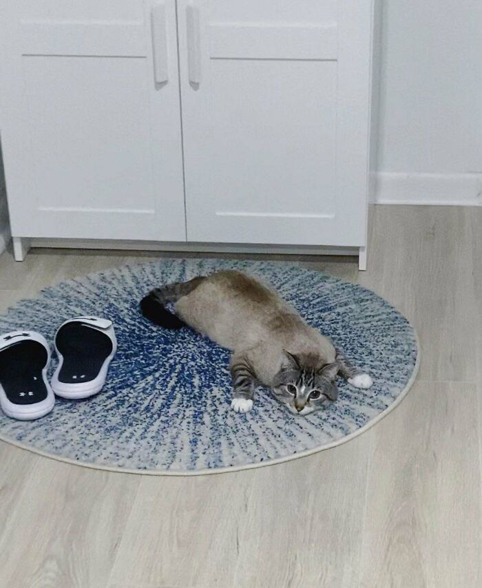 Creo que realmente le gusta la alfombra nueva 