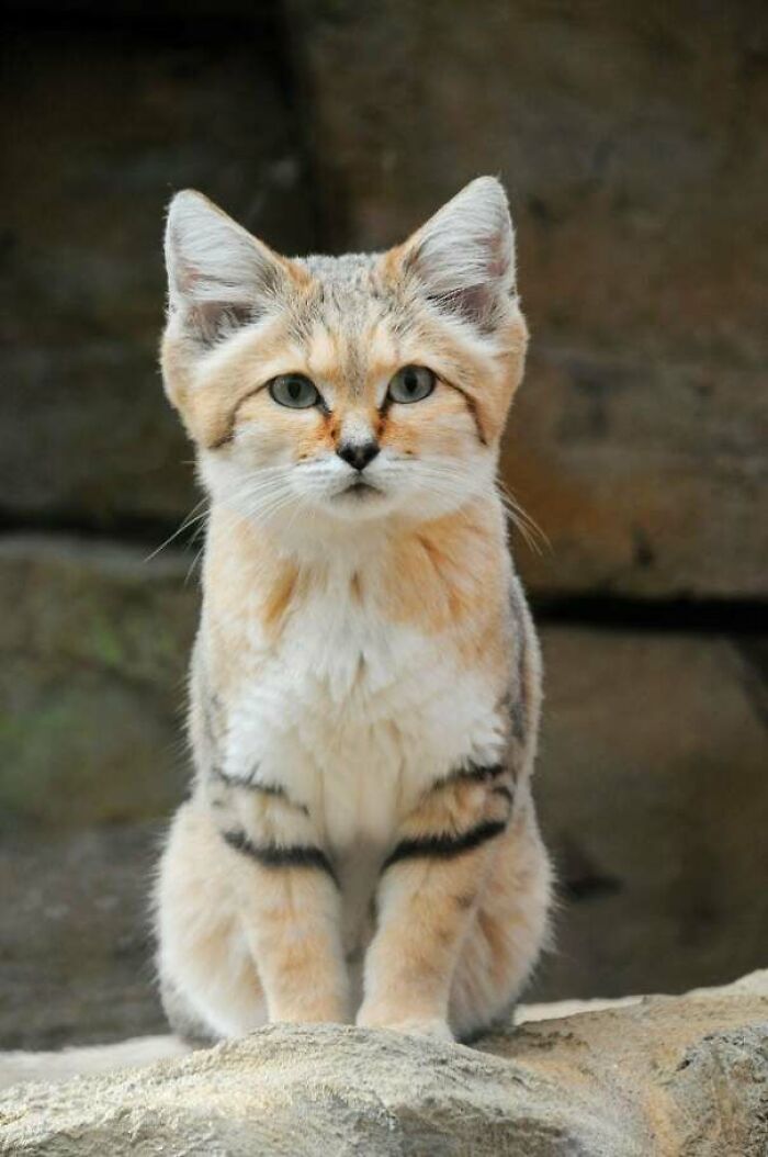 What A Beauty! - Sand Cat