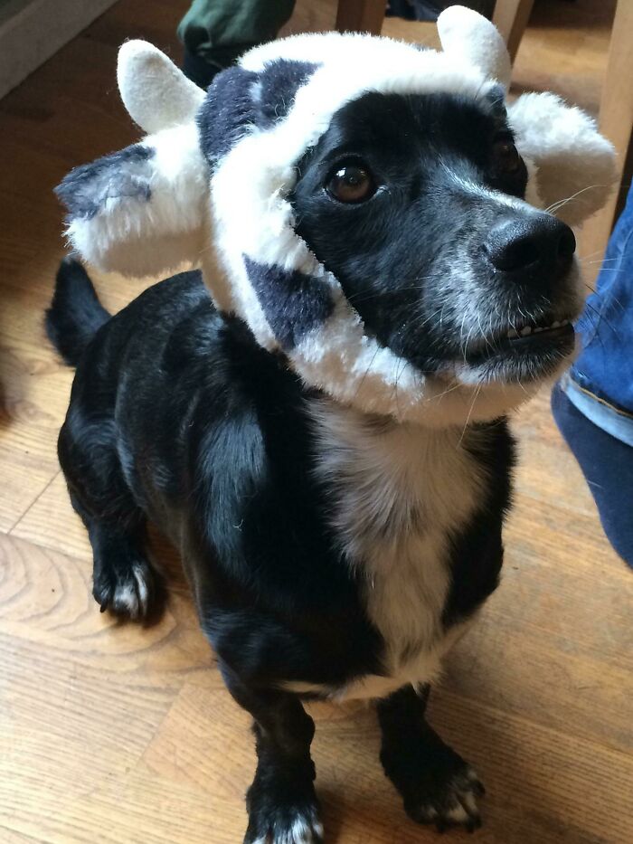 My Dog Made Himself A Perfect Costume By Destroying His Stuffed Cow
