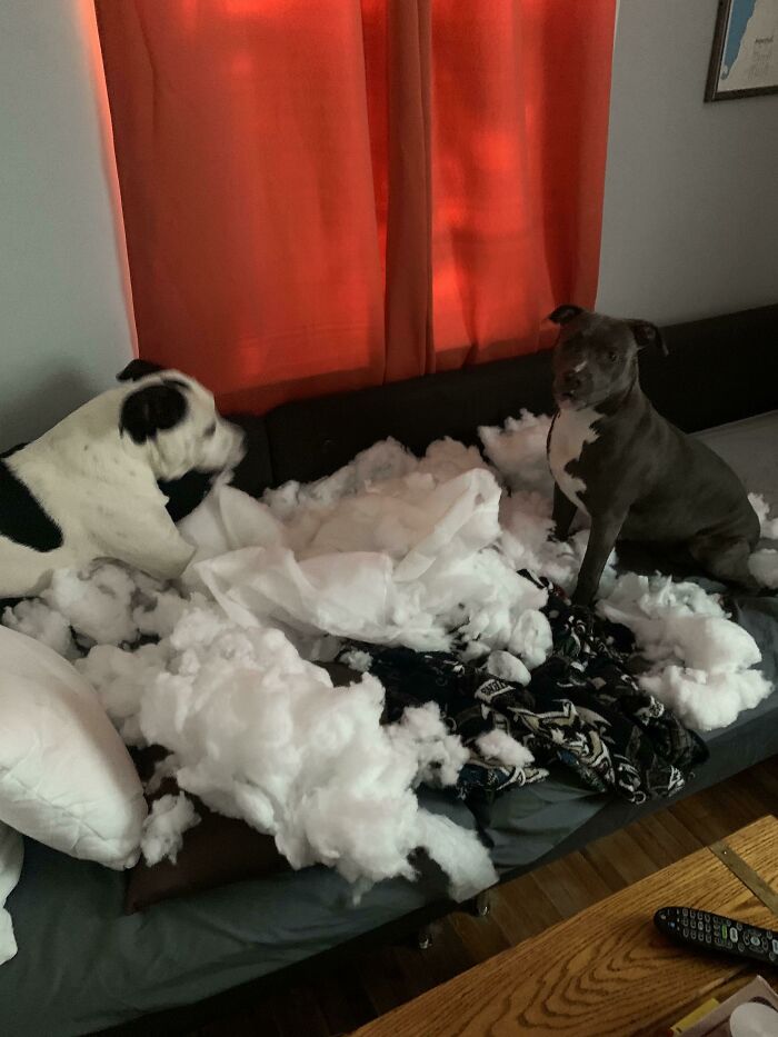 These Two Spoiled Jerks Have A Toy Box Full Of Hundreds Of Dollars Worth Of Chew Toys, And Yet They Decided That My New Couch Was Much More Fun To Destroy