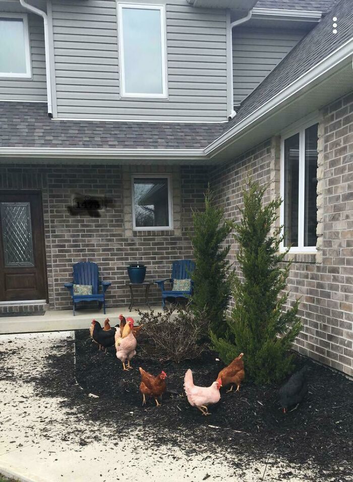Just Came Home To This And I Don’t Even Own Chickens