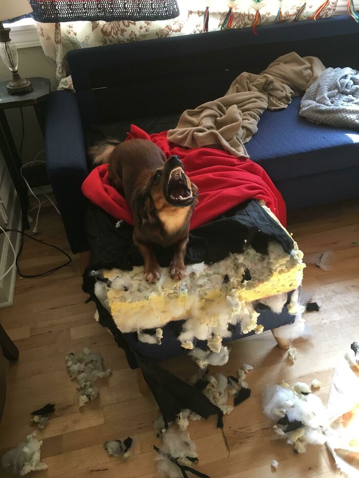 Psbattle: Dog Destroying Couch