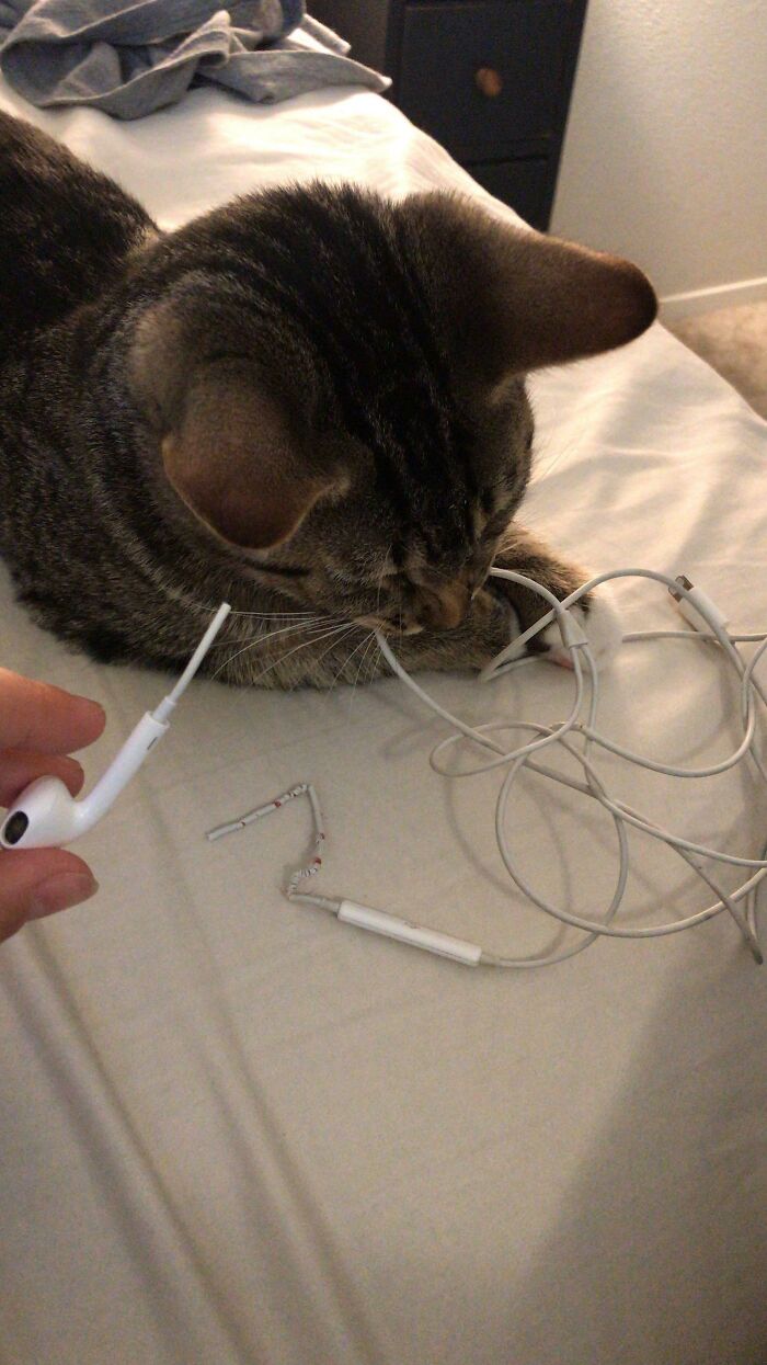 Ignores The $50 Worth Of Cat Toys, Eats Mom’s Headphones Instead