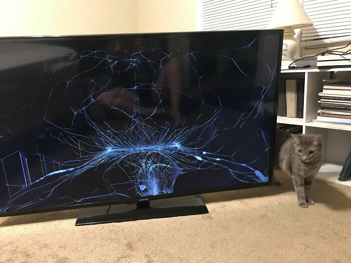 Got Home From Work To Discover My Cat Having Destroyed My Television U