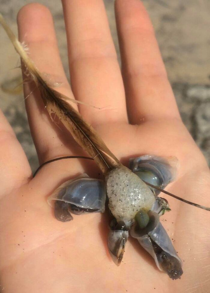 At The Beach In Southern Ca. Alive With Claw Things That Moved In Purple Sheathes. Bubbly Body. A Feather Stuck To It????? (Screenshot From Video)