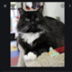 jamisonknieriem avatar