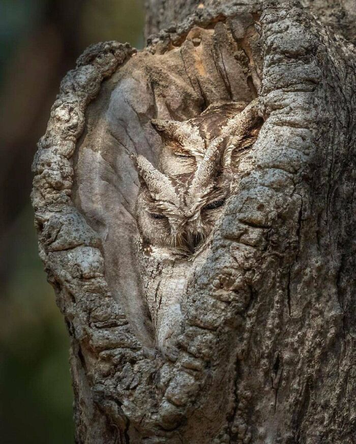 Outstanding Camouflage Of Owls