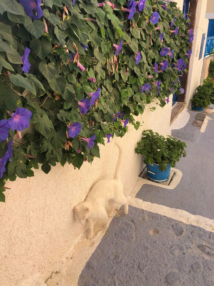 Gato invisible en Grecia