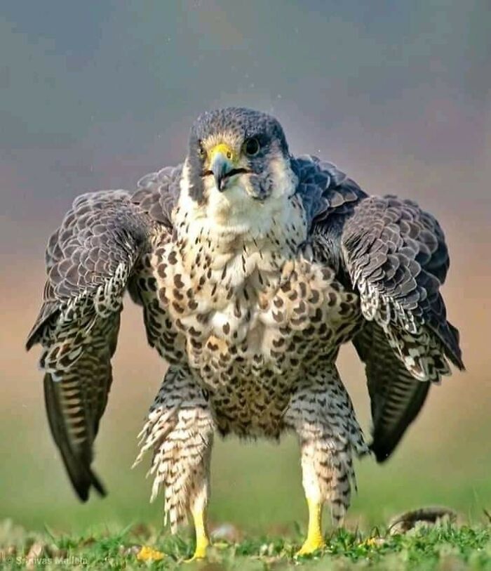Absolute Unit Of A Peregrine Falcon