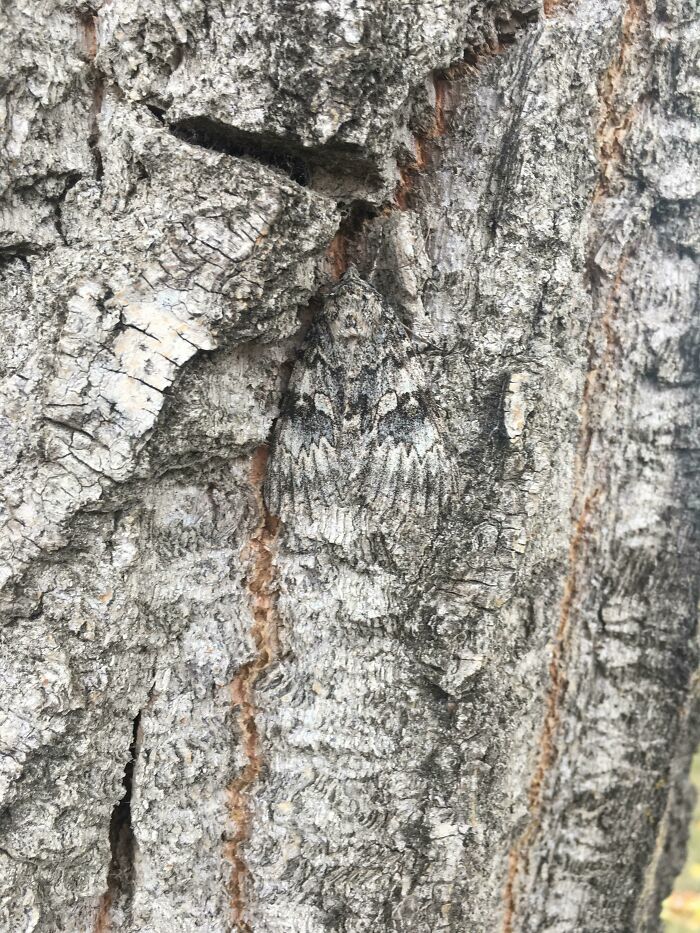 Saw An Almost Perfectly Camouflaged Moth On Here And Thought I’d Share This One I Found
