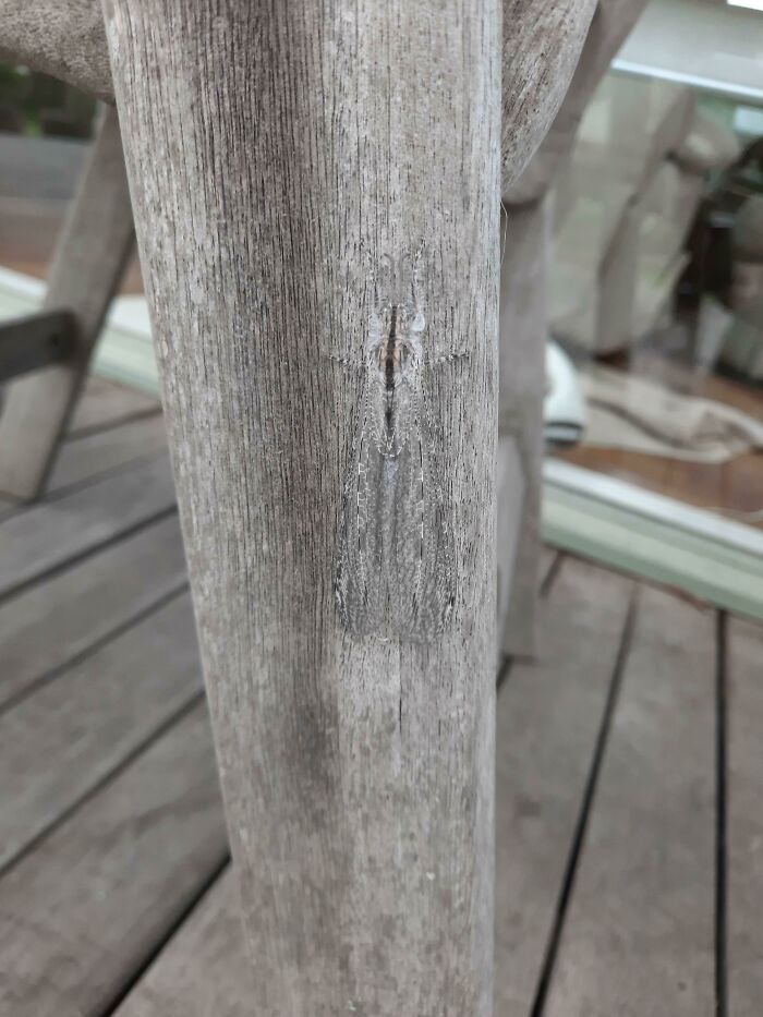 This Well Camoflauged Moth