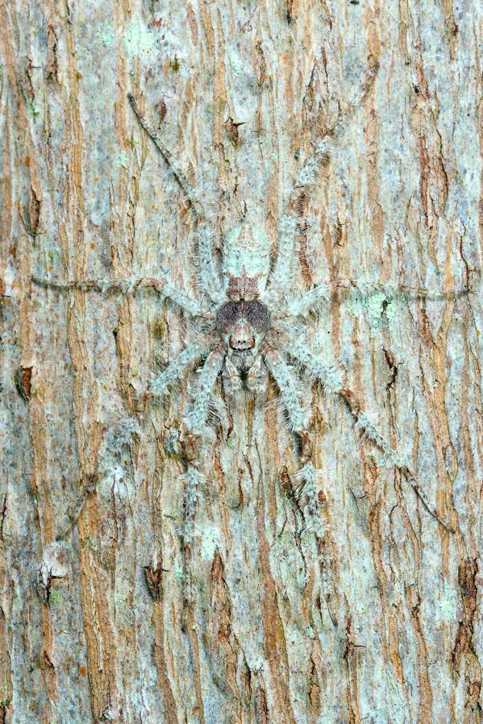 The Lichen Huntsman Spider