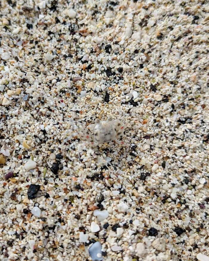 This Crab's Perfect Camouflage