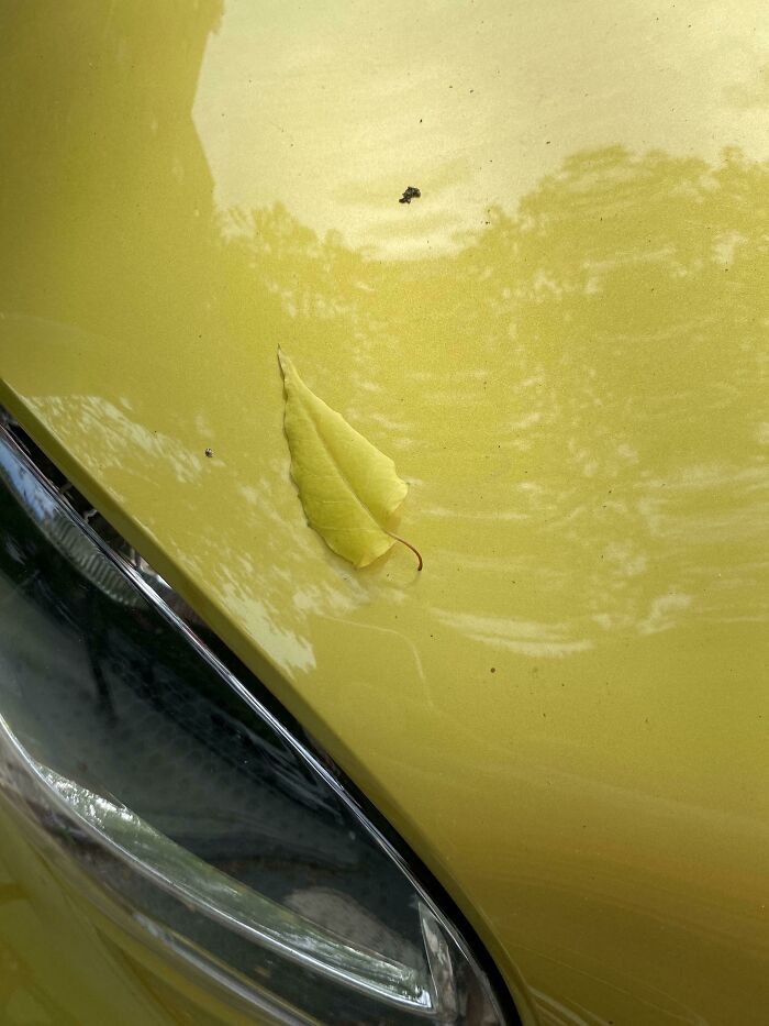 This Leaf Fell On A Car Of The Exact Same Color