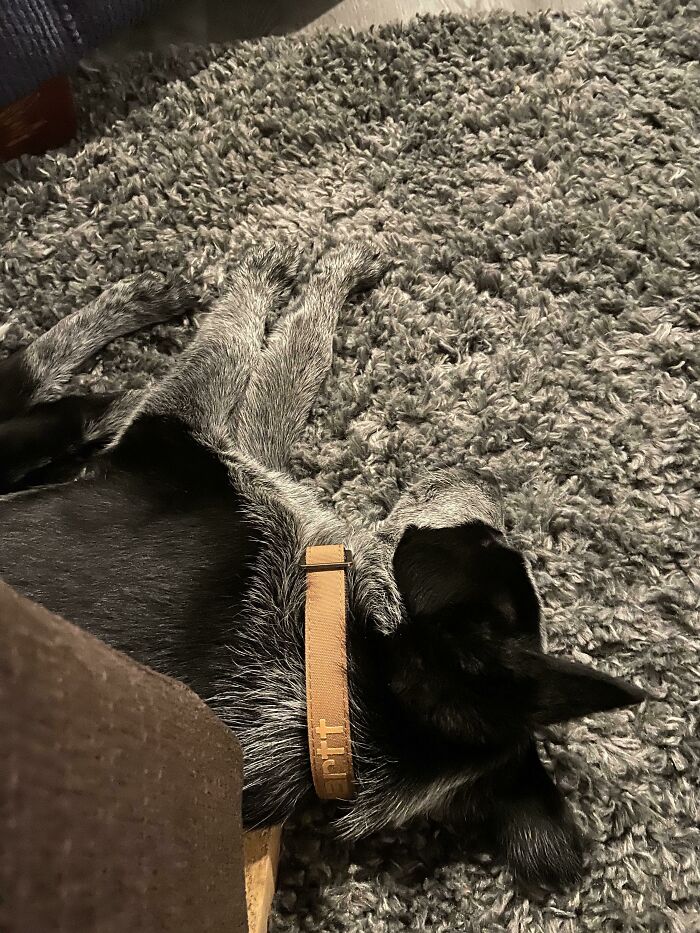 Our New Pup Douglas Blending In With The Rug