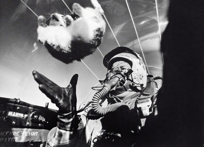 "The Weightless Cat"-Experiment, Performed Inside The Cockpit Of An F-94c To Test The Effect Of Sub-Gravity Forces On The Body, 8 February 1958