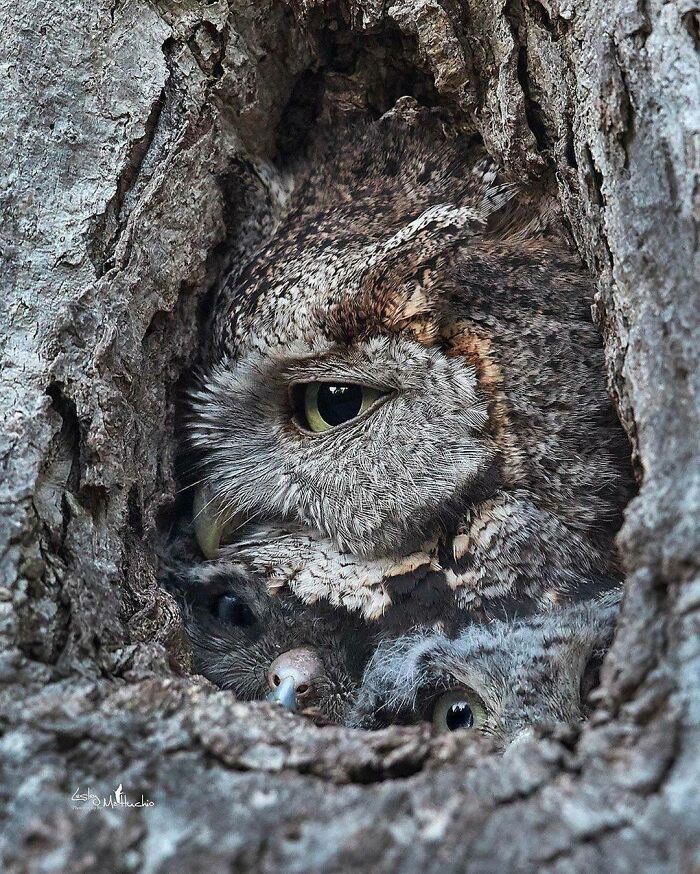The Tree Had Eyes... Eastern Screech Owl Mom And Two Of Three Owlets Peeking Out