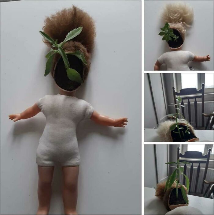 Alguien ha decidido que esta es la forma en que debes mostrar tus plantas.... Y muñecas