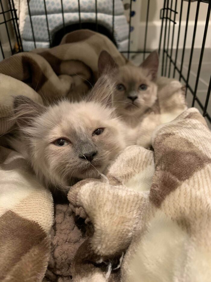 I Adopted These Twins Tonight! I Havent Got Names Yet Though.