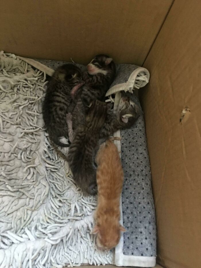 I Found A Box Of Newborn Kittens In Street And Now I'm A Single Dad Of 5