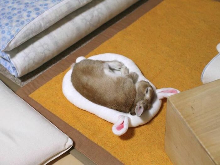Small Bunny Sleeping In Bunny Bed