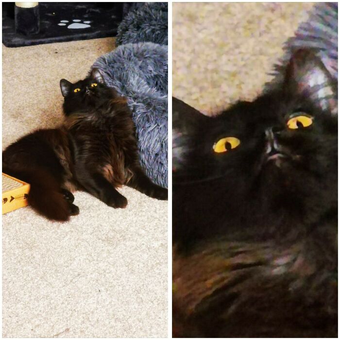 Peat Experienced Catnip For The Very First Time And Was Transformed Into The Stoner Meme Guy For 20 Minutes